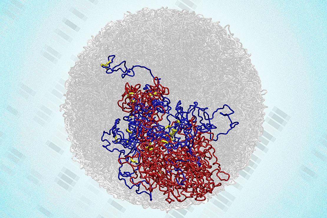 A scientific illustration of a complex molecular structure with intertwined red and blue strands, highlighted by yellow points, set against a circular, translucent grey background with faint patterns.