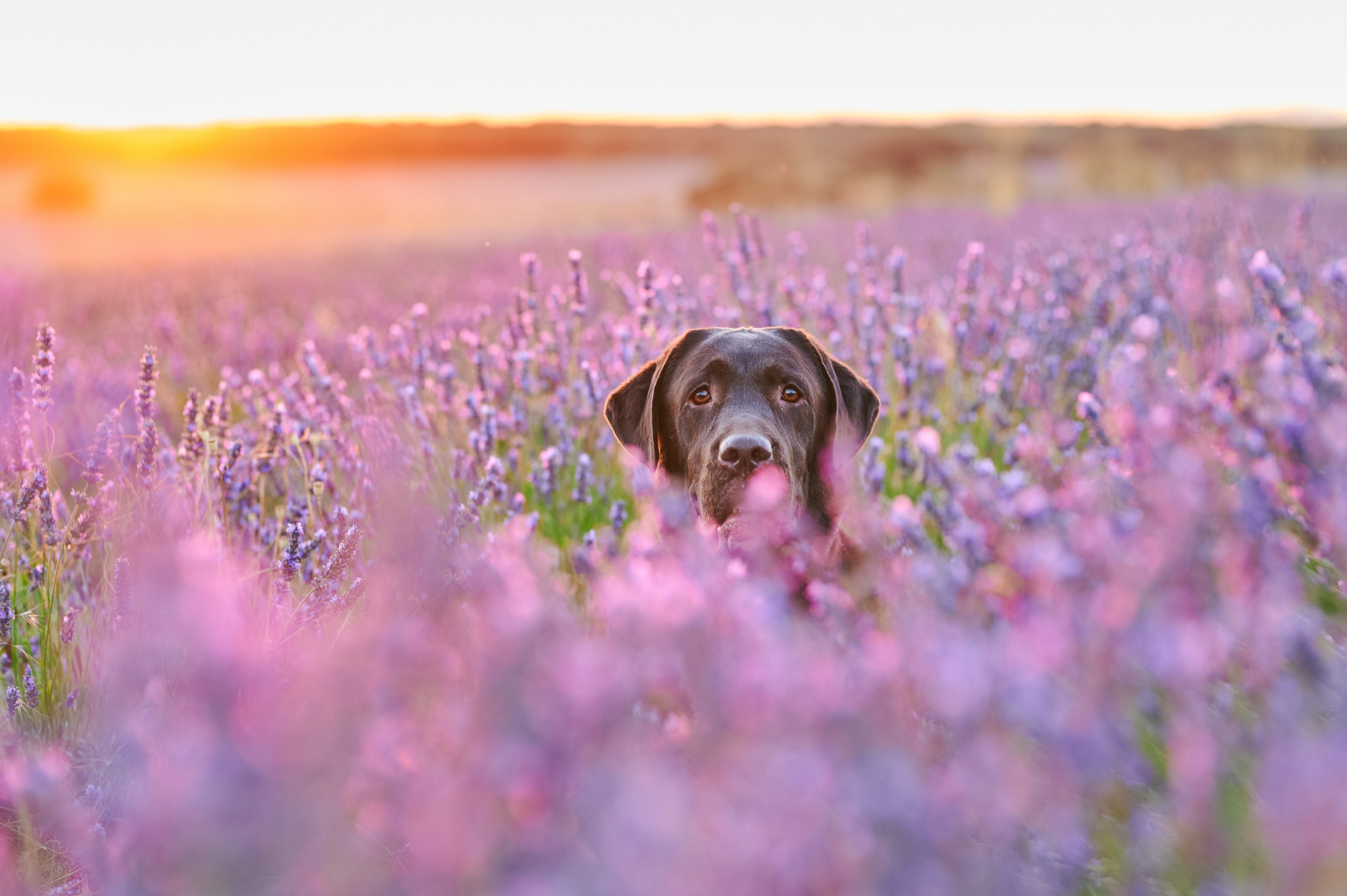 A black Labrador retriever sits in a field of purple lavender flowers at sunset, with soft sunlight illuminating the scene.