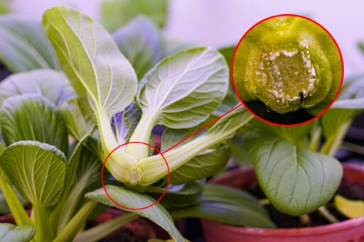 Close-up of green leafy bok choy plant with a zoomed-in view of white insect eggs on the base of the stem, indicating a pest infestation.