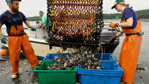 Two people in orange overalls empty a large net full of shellfish into plastic bins on a dock, with boats and water in the background.