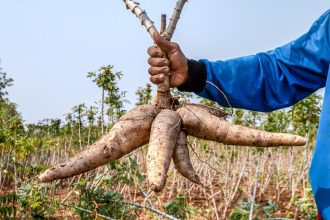 Helping cassava farmers by extending crop life